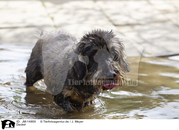 Dackel / Dachshund / JM-14869