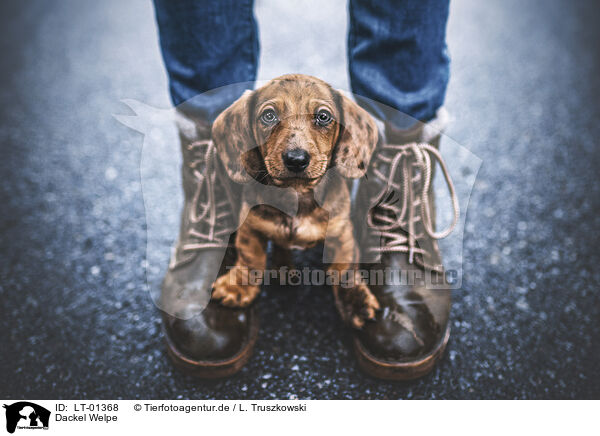 Dackel Welpe / Dachshund Puppy / LT-01368