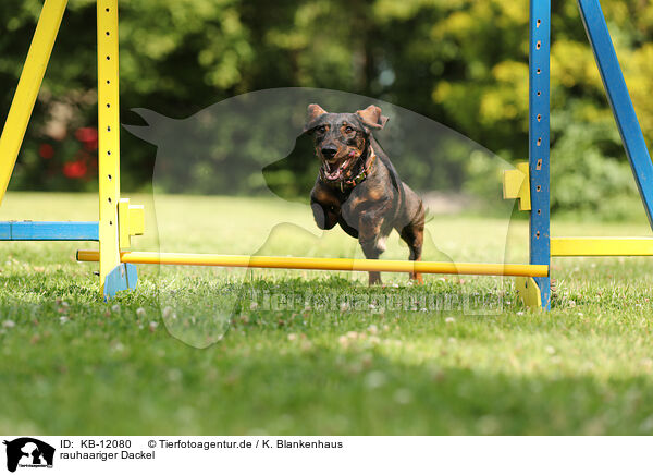 rauhaariger Dackel / wirehaired Dachshund / KB-12080