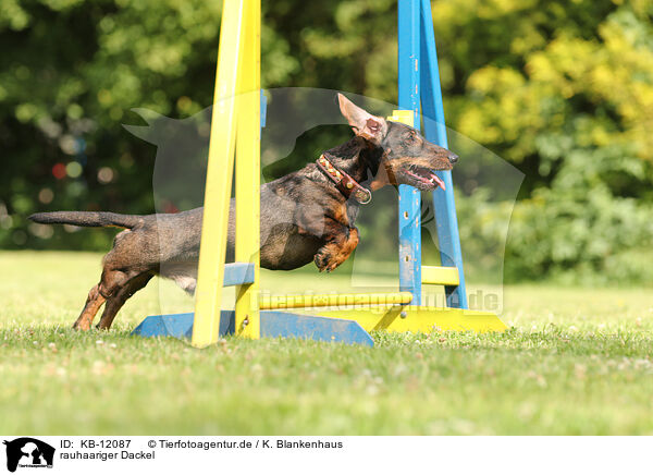 rauhaariger Dackel / wirehaired Dachshund / KB-12087