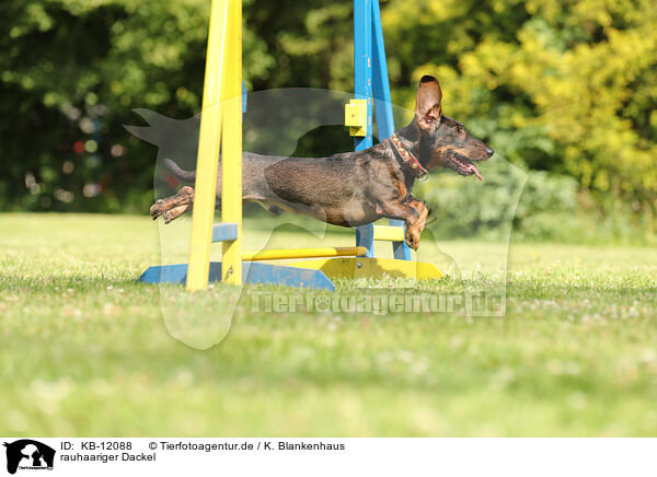 rauhaariger Dackel / wirehaired Dachshund / KB-12088