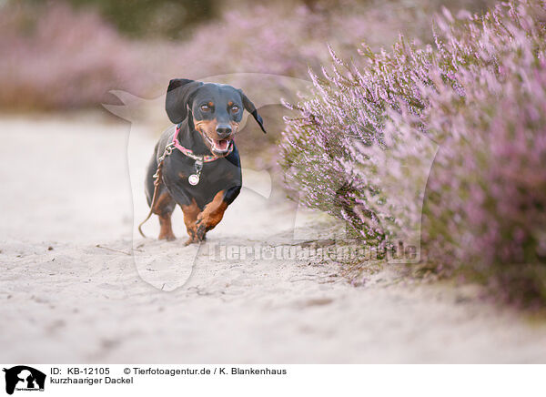 kurzhaariger Dackel / shorthaired Dachshund / KB-12105