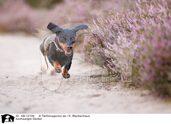 kurzhaariger Dackel / shorthaired Dachshund / KB-12106