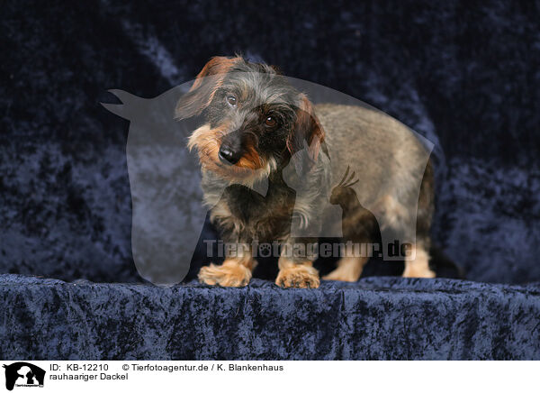 rauhaariger Dackel / wirehaired Dachshund / KB-12210