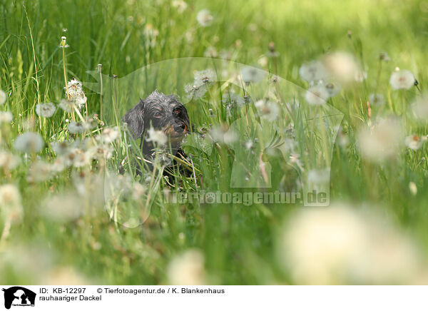 rauhaariger Dackel / wirehaired Dachshund / KB-12297