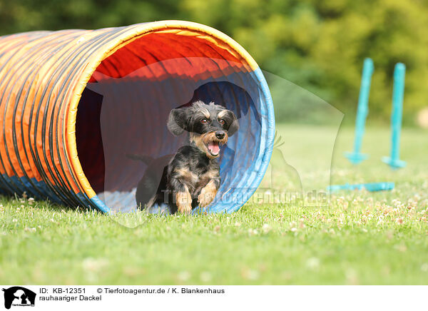 rauhaariger Dackel / wirehaired Dachshund / KB-12351