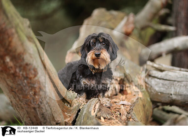 rauhaariger Dackel / wirehaired Dachshund / KB-12448