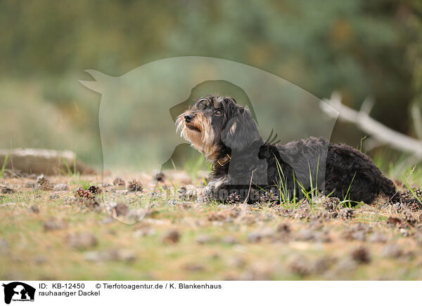 rauhaariger Dackel / wirehaired Dachshund / KB-12450