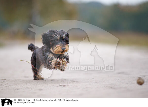 rauhaariger Dackel / wirehaired Dachshund / KB-12465