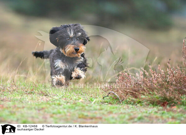 rauhaariger Dackel / wirehaired Dachshund / KB-12468