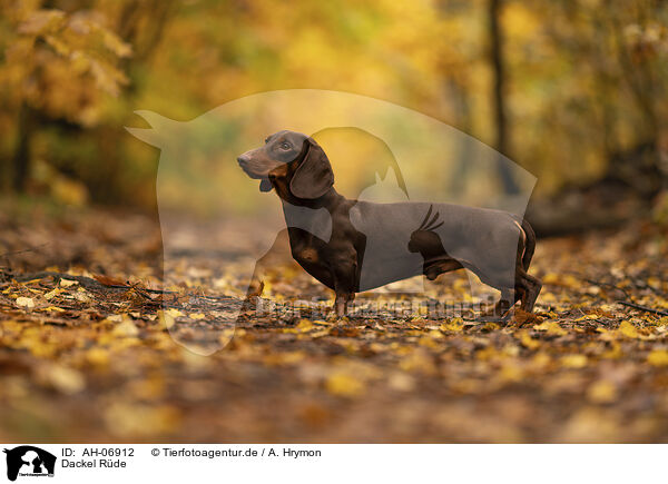 Dackel Rde / male Dachshund / AH-06912