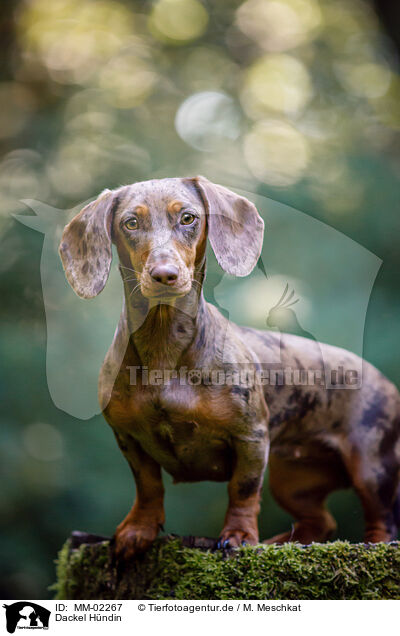 Dackel Hndin / female Dachshund / MM-02267