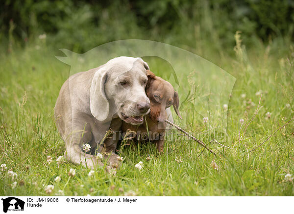 Hunde / dogs / JM-19806