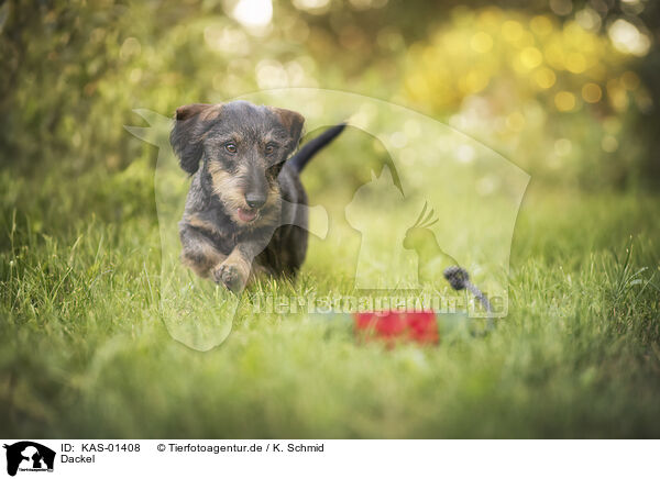 Dackel / Dachshund / KAS-01408