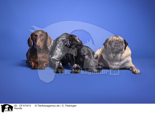 Hunde / dogs / CF-01913