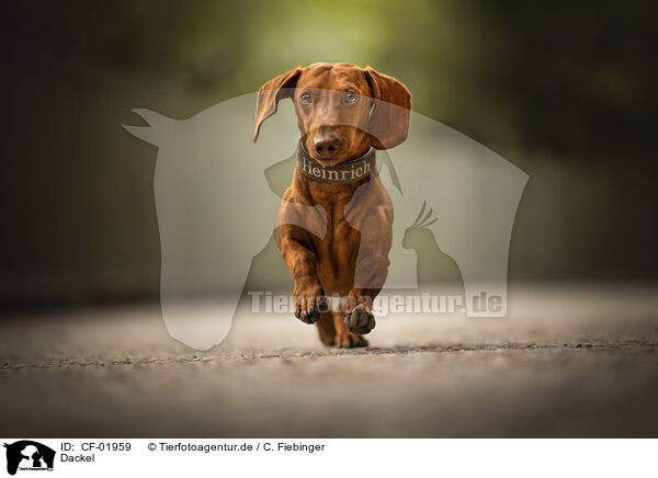 Dackel / Dachshund / CF-01959