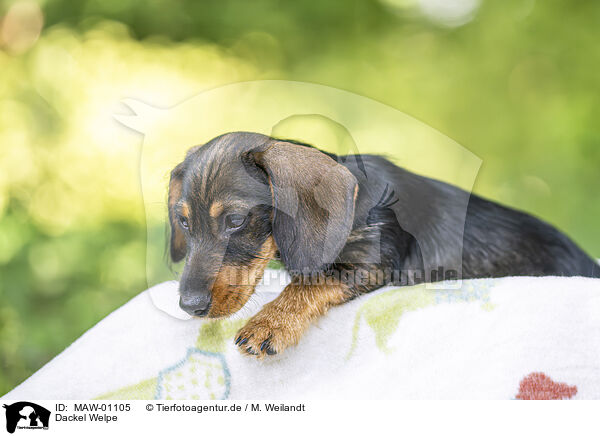 Dackel Welpe / Dachshund Puppy / MAW-01105