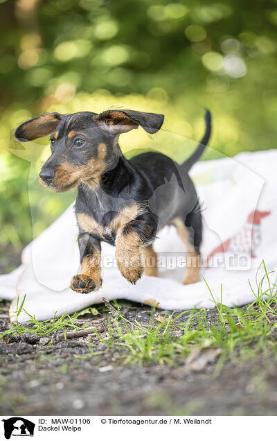 Dackel Welpe / Dachshund Puppy / MAW-01106