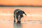 Dackel am Strand