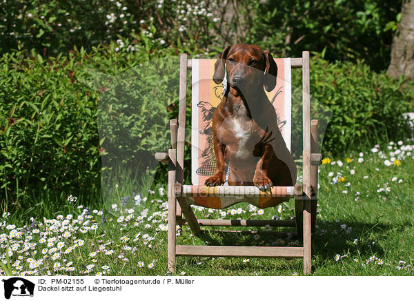 Dackel sitzt auf Liegestuhl / teckel on deckchair / PM-02155