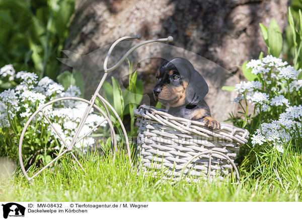 Dackelwelpe im Krbchen / Dachshund Puppy in the basket / MW-08432