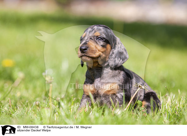 sitzender Dackel Welpe / sitting Dachshund Puppy / MW-08438