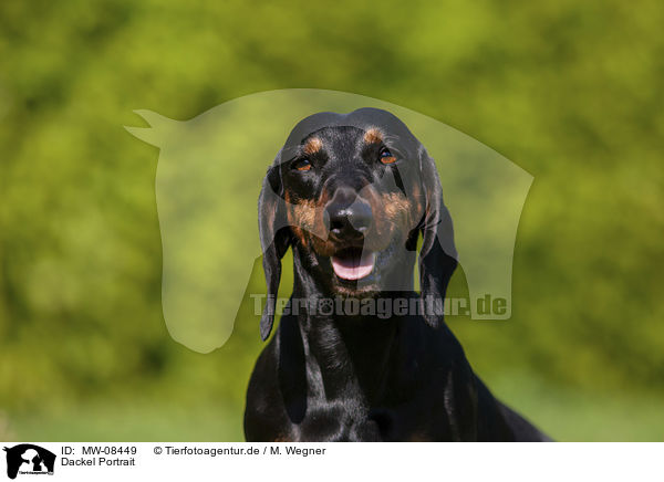 Dackel Portrait / Dachshund Portrait / MW-08449