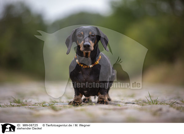 stehender Dackel / standing Dachshund / MW-08725