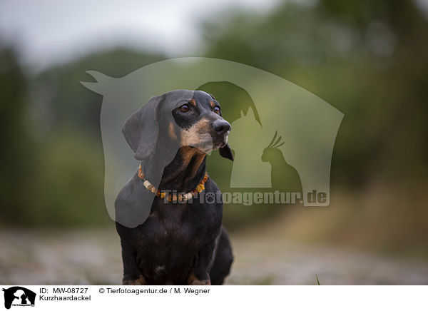 Kurzhaardackel / short-haired dachshund / MW-08727