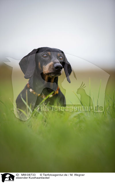 sitzender Kurzhaardackel / sitting short-haired dachshund / MW-08733