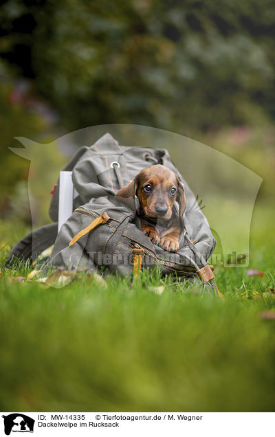 Dackelwelpe im Rucksack / Dachshund puppy in a backpack / MW-14335