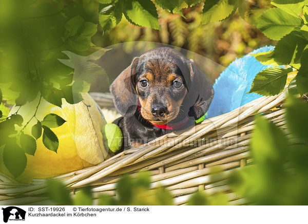 Kurzhaardackel im Krbchen / Dachshund in a basket / SST-19926