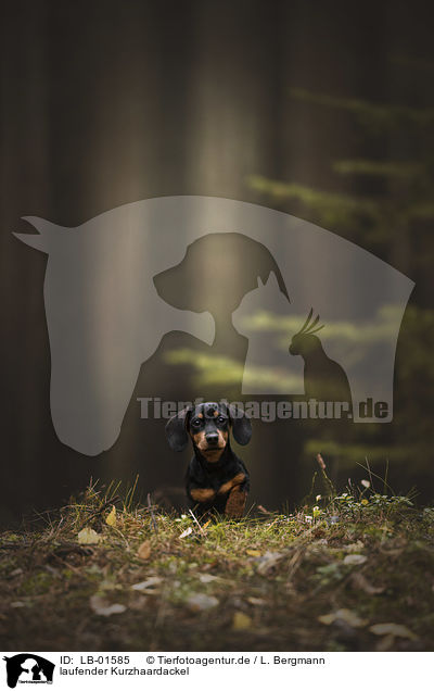 laufender Kurzhaardackel / walking Dachshund / LB-01585