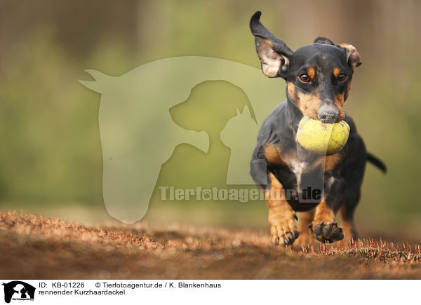 rennender Kurzhaardackel / running Dachshund / KB-01226