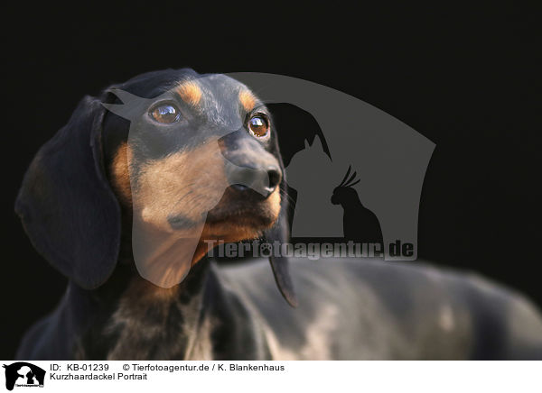 Kurzhaardackel Portrait / Dachshund portrait / KB-01239