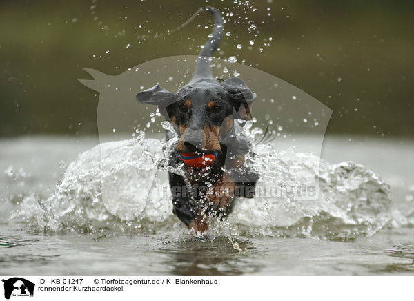 rennender Kurzhaardackel / running Dachshund / KB-01247