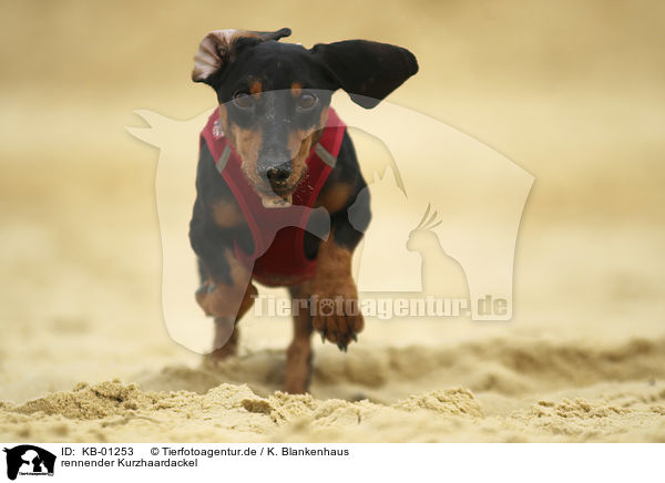 rennender Kurzhaardackel / running Dachshund / KB-01253