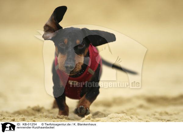 rennender Kurzhaardackel / running Dachshund / KB-01254