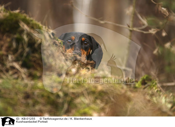 Kurzhaardackel Portrait / Dachshund portrait / KB-01255