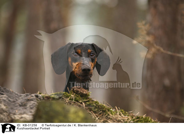 Kurzhaardackel Portrait / Dachshund portrait / KB-01258