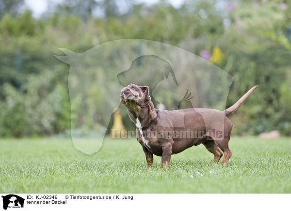 rennender Dackel / running Dachshund / KJ-02349