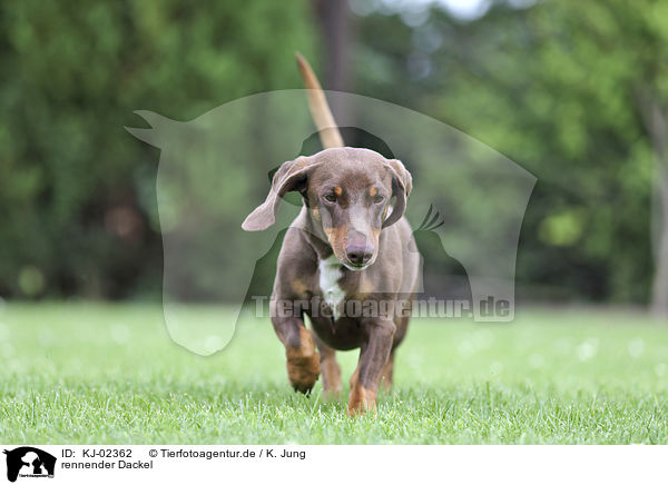 rennender Dackel / running Dachshund / KJ-02362