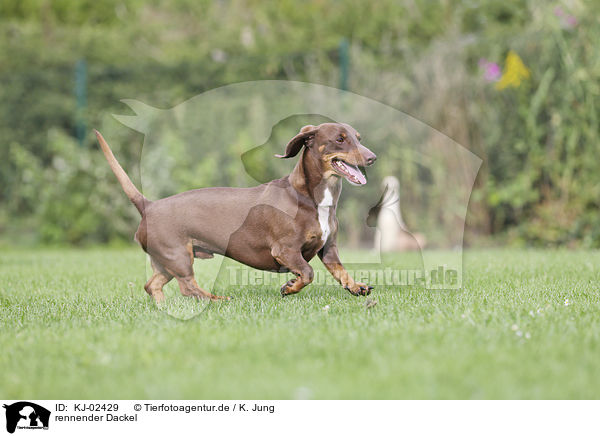 rennender Dackel / running Dachshund / KJ-02429