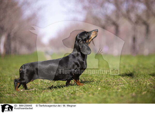 Kurzhaardackel / shorthaired Dachshund / MW-29846