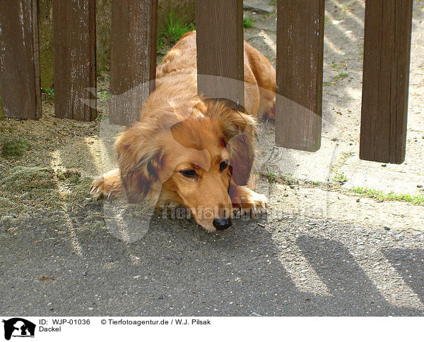 Dackel / dachshund / WJP-01036