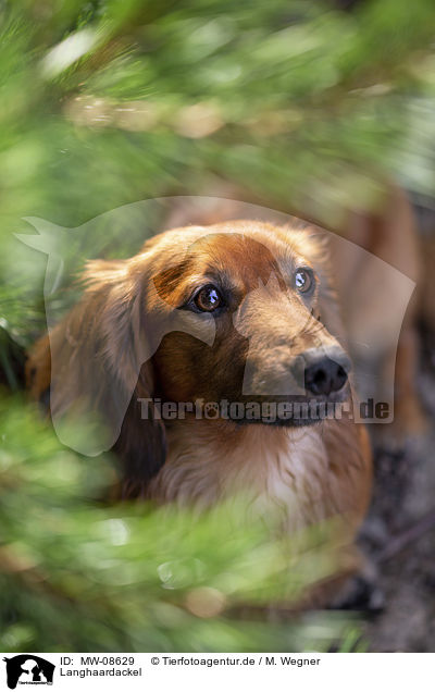 Langhaardackel / long-haired dachshund / MW-08629