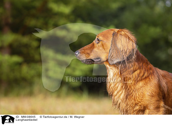 Langhaardackel / long-haired dachshund / MW-08645