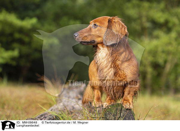 Langhaardackel / long-haired dachshund / MW-08648