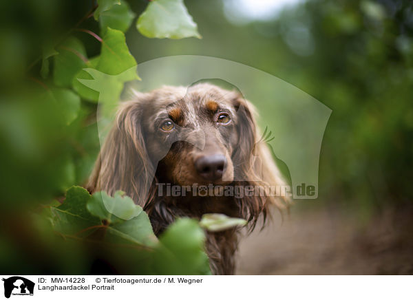 Langhaardackel Portrait / longhaired dachshund portrait / MW-14228
