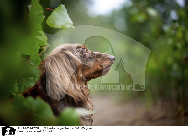 Langhaardackel Portrait / longhaired dachshund portrait / MW-14229